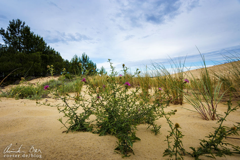 Die Sanddistel bahnt sich ihren Weg an die Oberfläche