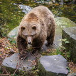 Einer von zwei Braunbären im Burggraben des Schlosses