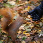 Ein Eichhörnchen im Warschauer Łazienki-Park
