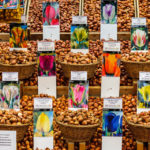 Wer für den Garten daheim Blumenzwiebel sucht, ist auf dem Bloemenmarkt gut aufgehoben