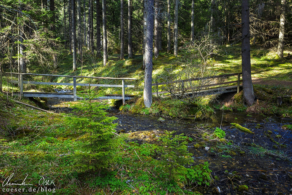 Holzbrücke im Wald beim Pfarrerteich nahe des Grünen Sees