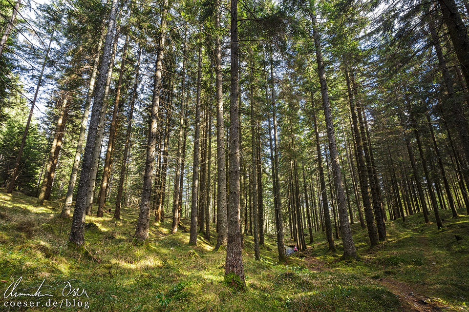 Waldweg zum Grünen See