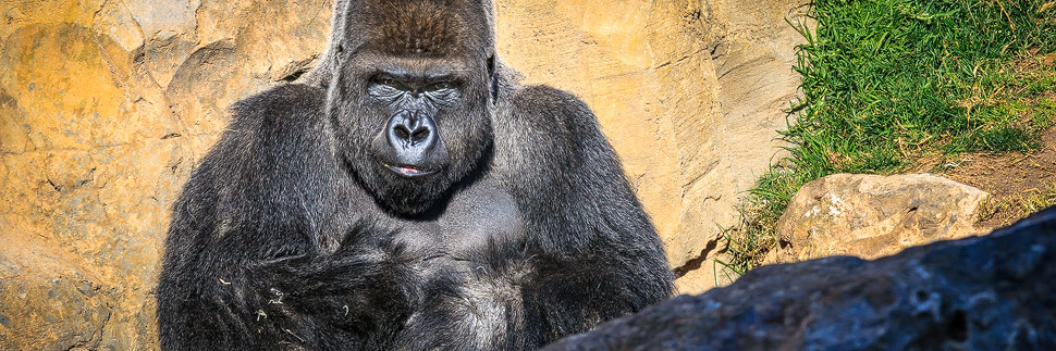 Gorilla im Bioparc von Valencia