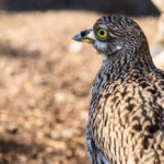 Eindrücke aus dem Tiergarten Bioparc in Valencia