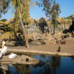 Eindrücke aus dem Tiergarten Bioparc in Valencia
