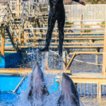 Die Delfinshow im Aquarium Oceanogràfic in der Stadt der Künste und Wissenschaften