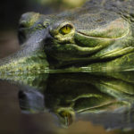 Ein Krokodil im Tiergarten Prag