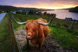 Hochlandrind in Schottland