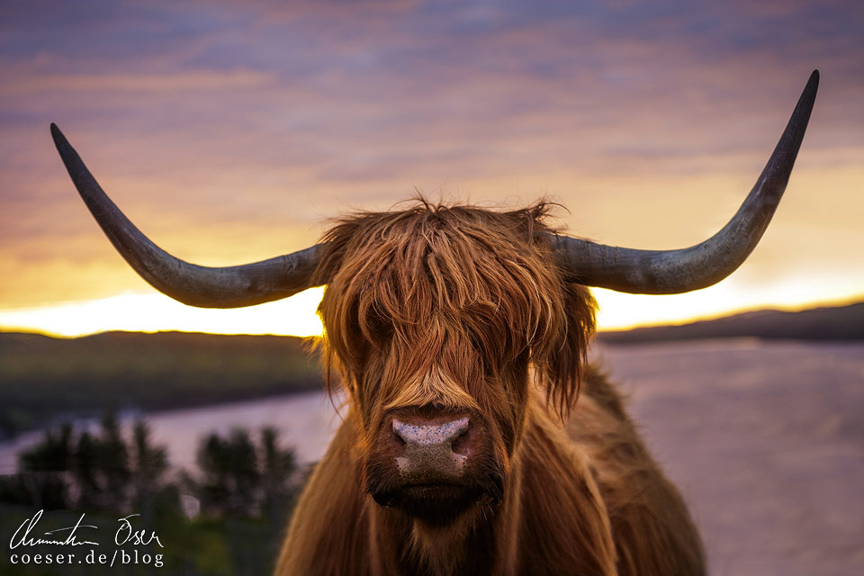 Schottland in 14 Bildern: Hochlandrind in der Abendsonne