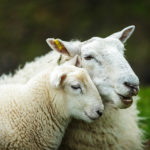 Entzückende Schafe am Neist Point