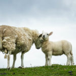 Entzückende Schafe am Neist Point