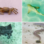 Eine Auswahl an Tieren, denen man auf der Insel Meeru (Malediven) begegnen kann (Krabben, Babyhaie, Rochen, Moränen)