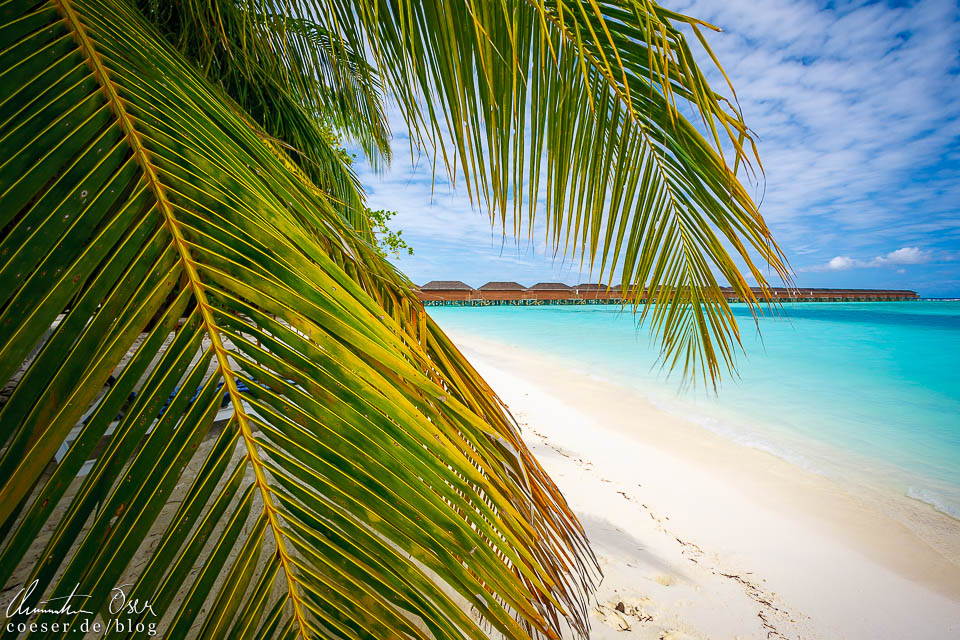Palmen am Strand auf der Insel Meeru (Malediven)