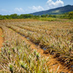 Eine Ananasplantage auf Mauritius