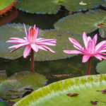 Wasserlilien im SSR Botanischen Garten auf Mauritius