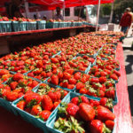 Frische Erdbeeren auf dem FRESHFARM Dupont Circle Market in Washington