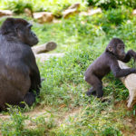 Gorilla mit Nachwuchs im Smithsonian's National Zoo