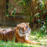 Tiger im Smithsonian's National Zoo