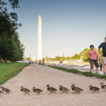 Eine Entenfamilie vor dem Washington Monument
