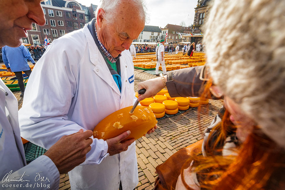 Käsemarkt Alkmaar: Herausdrehen des Käses