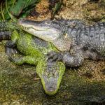 Krokodile im Leipziger Zoo