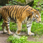 Tiger im Leipziger Zoo