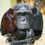 Ein Schimpanse im Zoologischen Garten Berlin