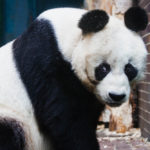 Ein Großer Panda im Zoologischen Garten Berlin