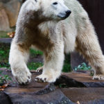 Ein Eisbär im Zoologischen Garten Berlin