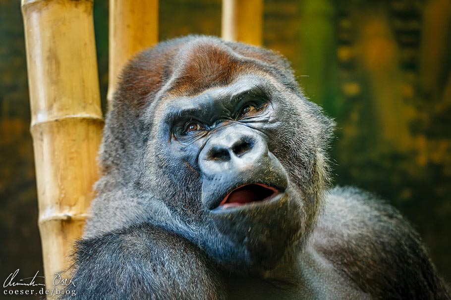 Gorilla im Lincoln Park Zoo von Chicago