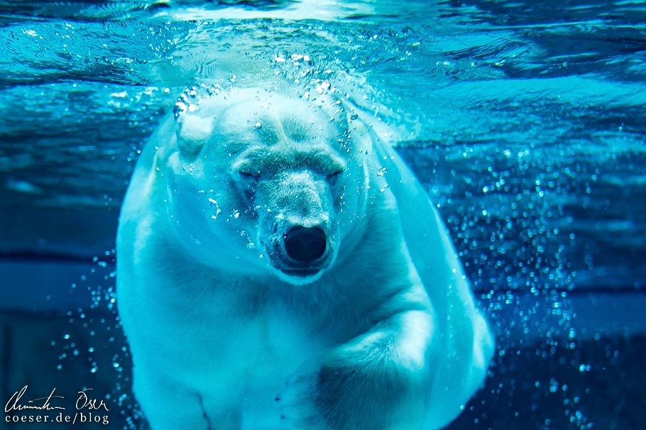 Eisbär im Lincoln Park Zoo von Chicago