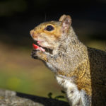 Ein hungriges Eichhörnchen im Brandon Hill Park in Bristol