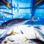 Fischbecken im Aquarium Barcelona