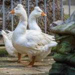 Weiße Gänse in der Kathedrale von Barcelona