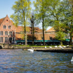 Schwäne im Wasser auf dem Platz Wijngaardplein nahe des Minnewaterparks in Brügge