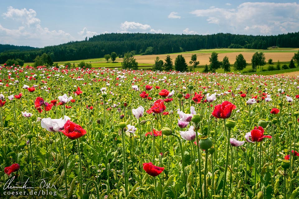 Mohnblütenmeer auf den Mohnfeldern rund um das Mohndorf Armschlag