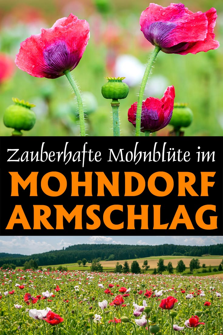 Mohndorf Armschlag: Erfahrungsbericht mit Tipps zu den besten Fotospots für die Zeit der Mohnblüte im Waldviertel und einer Restaurantempfehlung