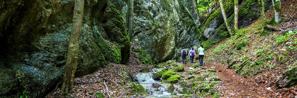 Wanderweg durch die Steinwandklamm in Niederösterreich