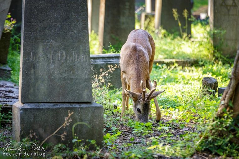 Highlights In Wien: Der Zentralfriedhof