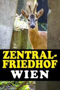 Highlights In Wien: Der Zentralfriedhof