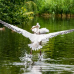 Pelikane im St James's Park in London