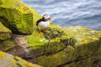 Ein Papageientaucher auf der Insel Handa Island in Schottland