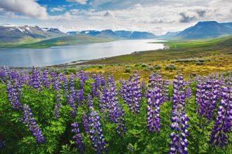 Landschaft mit Lupinen auf Island