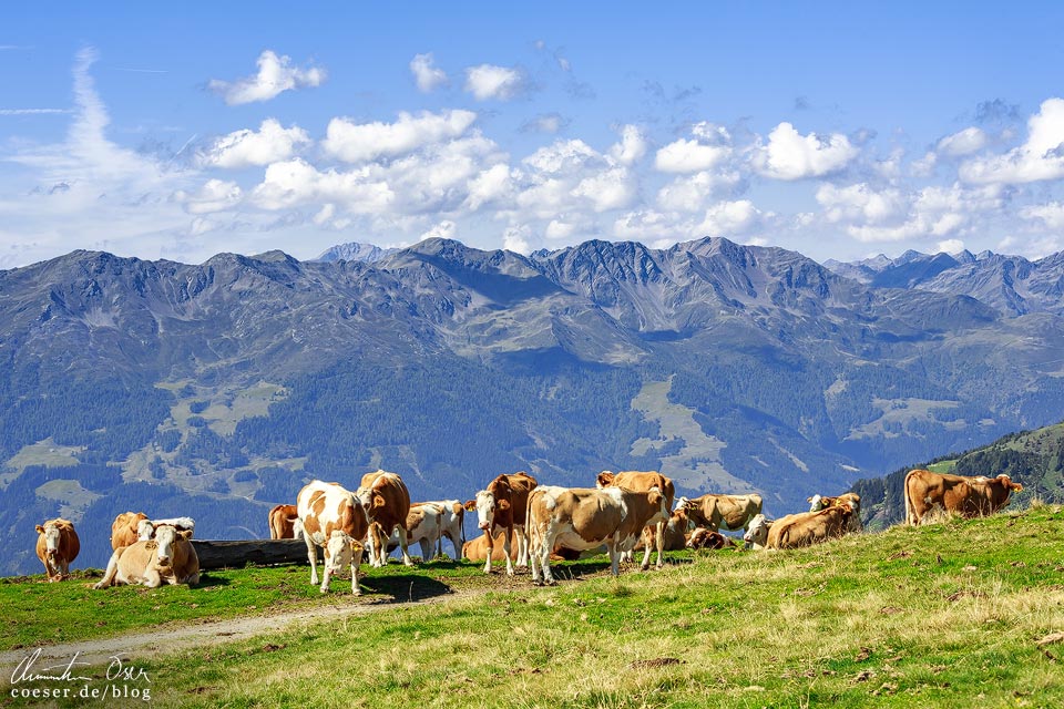 Kühe und Bergpanorama auf dem Zettersfeld in Osttirol