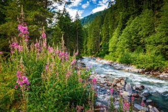 Blumen am Fluss Litz auf dem Kristberg im Montafon