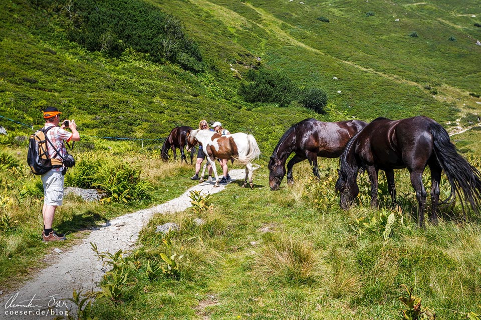 Pferde auf dem Latschätzer Höhenweg im Montafon