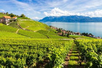 Panorama der UNESCO-Weinterrassen in Lavaux