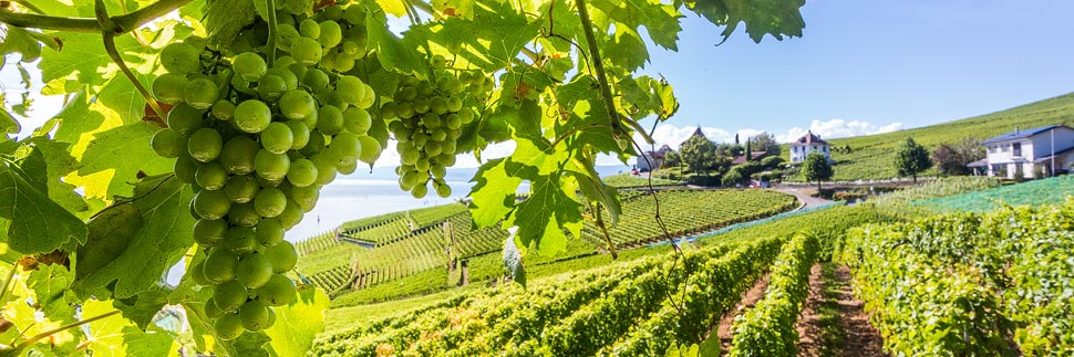UNESCO-Weinterrassen in Lavaux