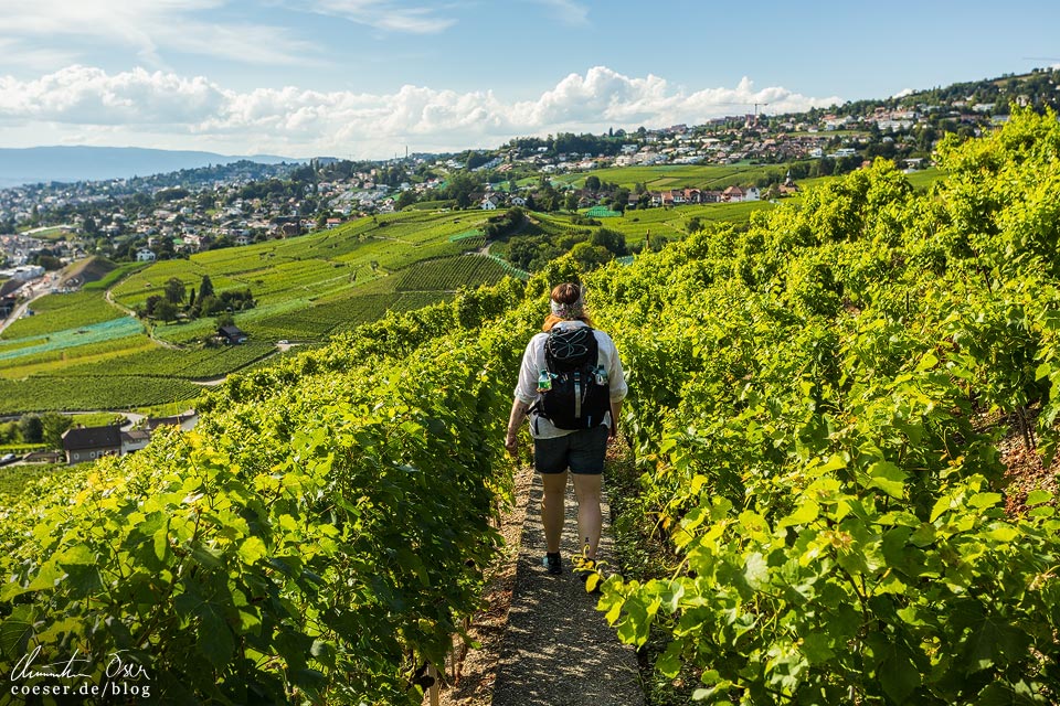 Die UNESCO-Weinterrassen von Lavaux