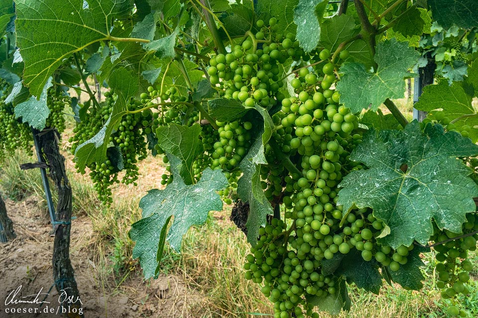 Weinreben am Stadtwanderweg 5 in Wien